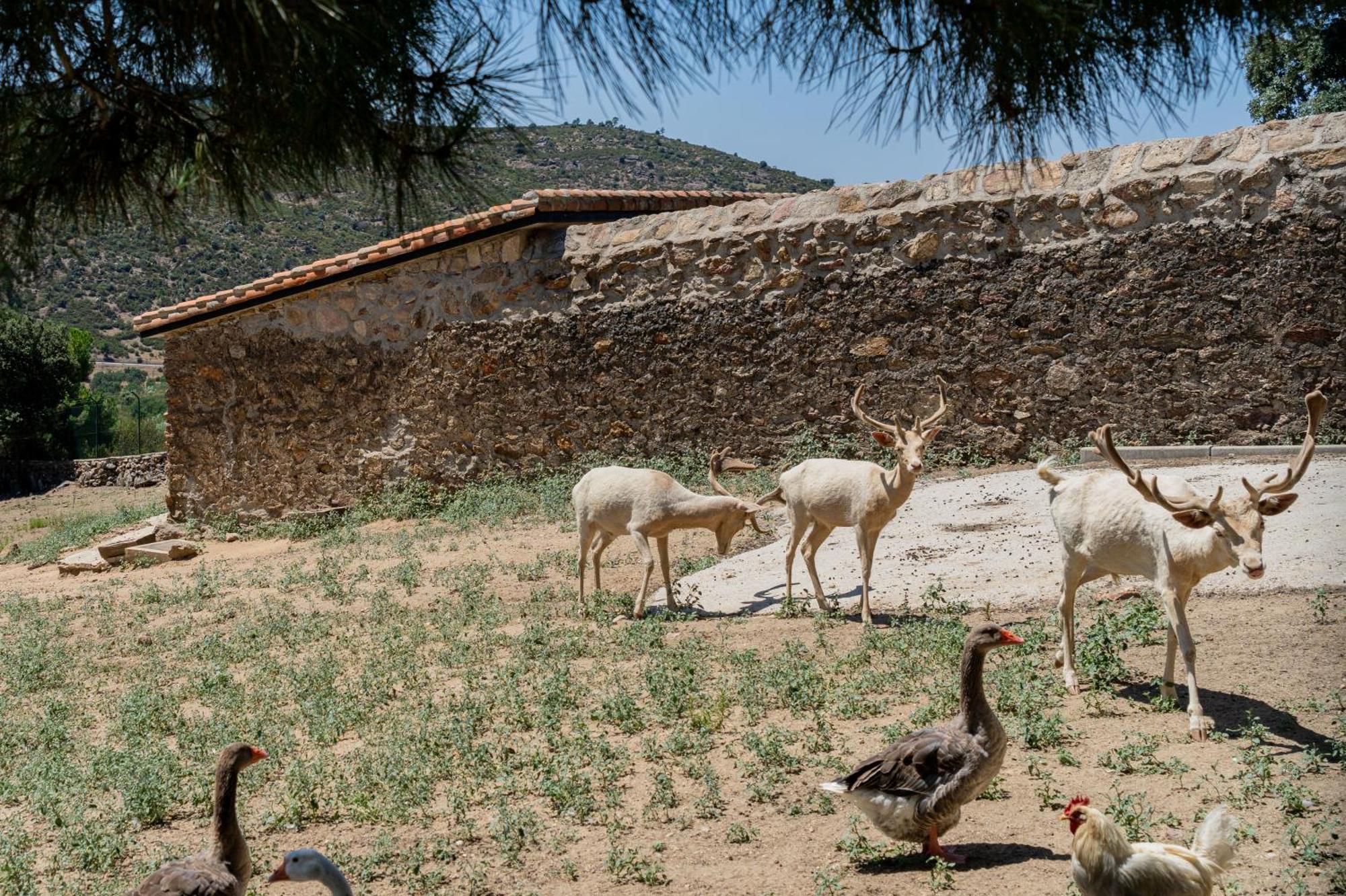 Casa Rural Los Olivos De Robledo De Chavela La Estacion Bagian luar foto